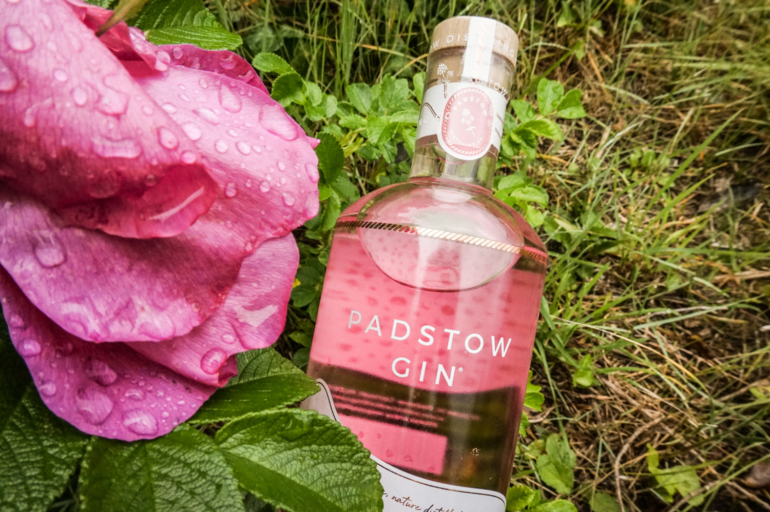 Padstow Gin Hawker's Cove Rose Padstow Gin Hawker's Cove Rose